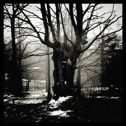 Bare trees in forest during winter