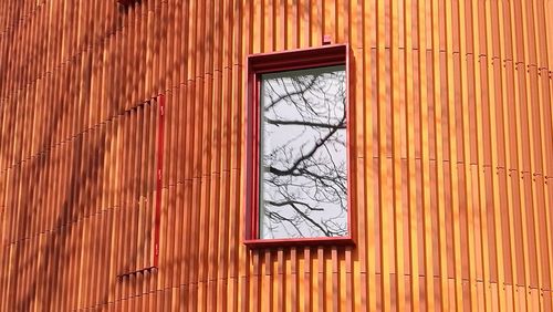 Reflection of bare trees on window