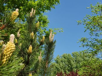 Low angle view of plants against clear blue sky