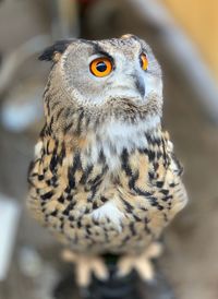 Close-up portrait of owl