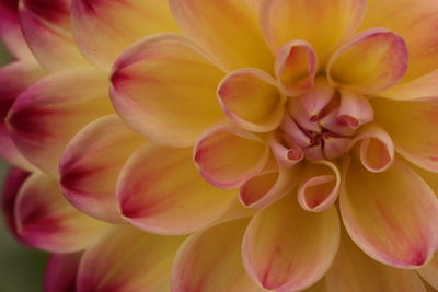 Close-up of pink dahlia