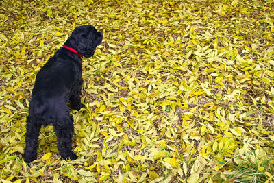 Black dog on yellow leaf