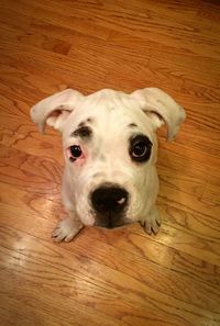 Close-up portrait of dog on hardwood floor