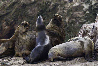 Seals relaxing outdoors