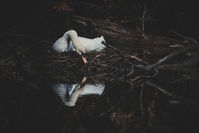 Bird perching on a tree