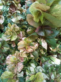 Close-up of plants