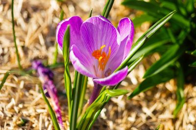 Close-up of purple flowers blooming in field