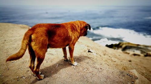 Dog on beach against sky