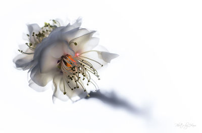 Close-up of flower against white background