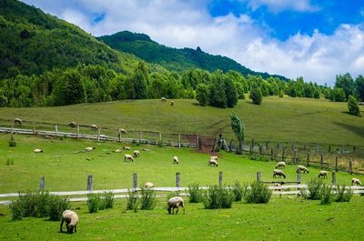 Scenic view of grassy field against cloudy sky