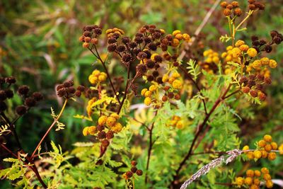 Close-up of yellow flowers