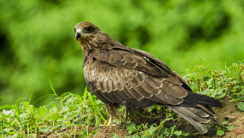 Close-up of bird perching on tree