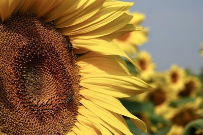 Close-up of honey bee on sunflower