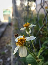 Close-up of bee on flower