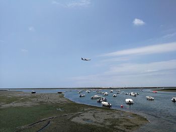 Seagulls flying over sea against sky