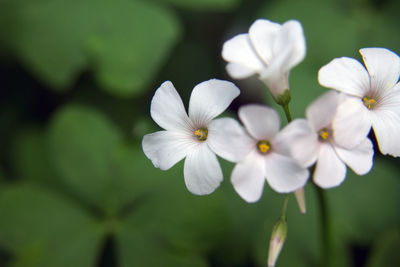 Close-up of white flowers