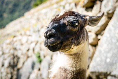 Llama in machu picchu