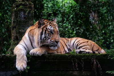 Tiger in a zoo