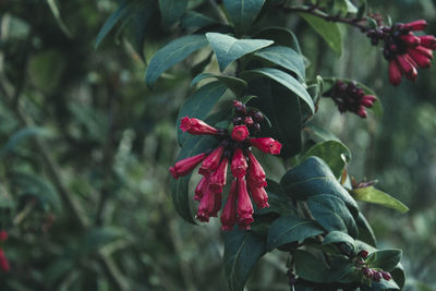 Close-up of red flowering plant