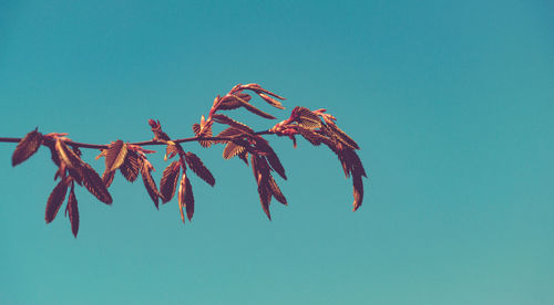 Low angle view of plant against clear blue sky