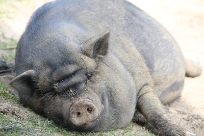 Close-up of animal sleeping on field