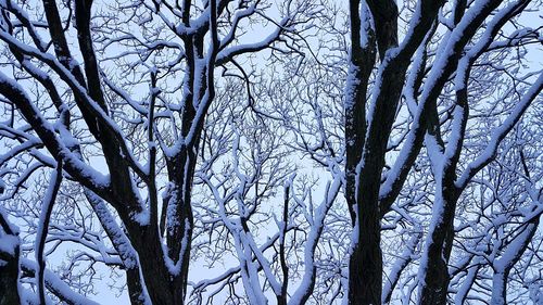 Low angle view of bare trees in winter