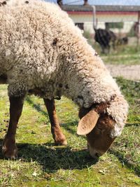 View of sheep grazing in field