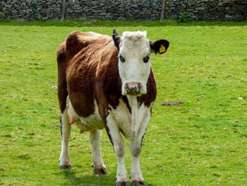 Portrait of cow standing in field