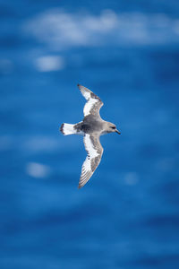 Antarctic petrel banking over ocean in sunshine