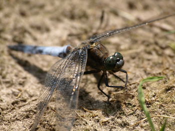 Close-up of dragonfly on rock