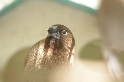 Close-up portrait of owl