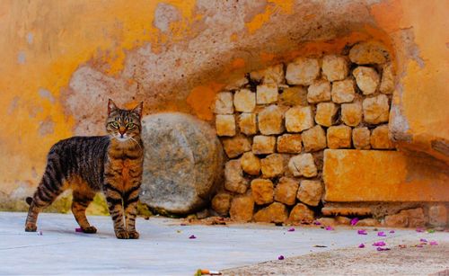 Portrait of cat on wall