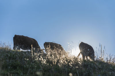 View of a sheep on the land