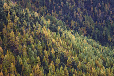 Larch forest in autumn colours.