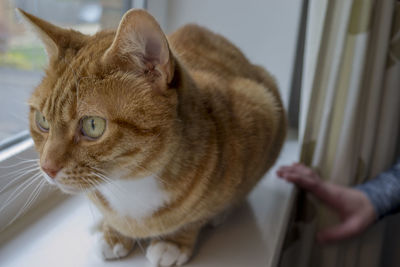 Close-up of cat sitting by window