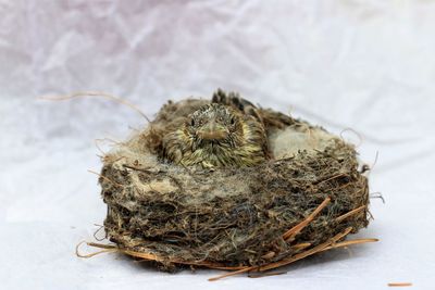 High angle view of caterpillar in nest