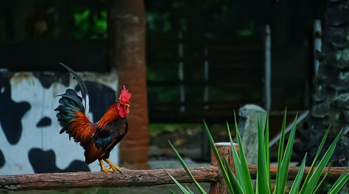 A rooster standing on a wooden fence