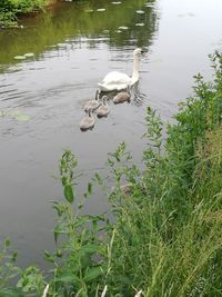 High angle view of swans on lake