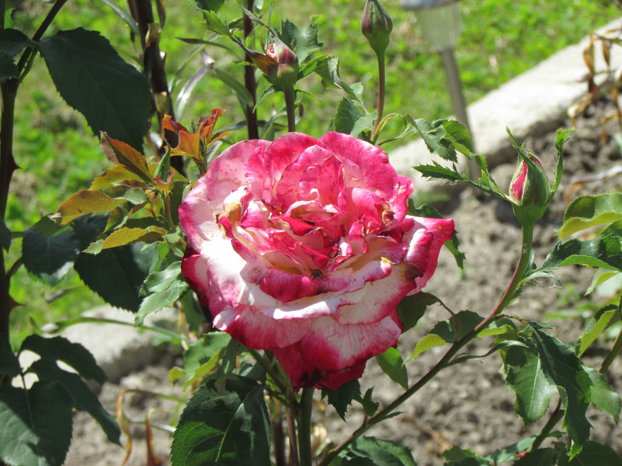 CLOSE-UP OF PINK ROSES BLOOMING OUTDOORS