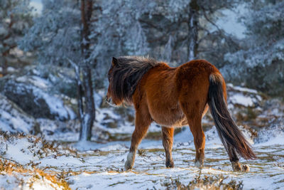 Horse walking on snow in forest