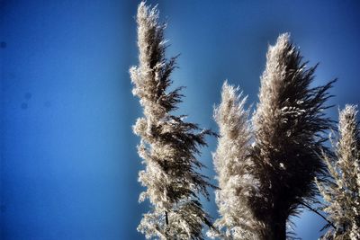 Low angle view of trees against clear blue sky