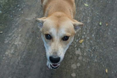 Portrait of a dog