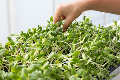 Close-up of hand holding leaves