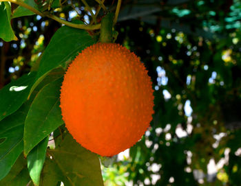 Close-up of orange fruit on tree