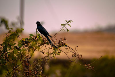 Close-up of bird perching on a plant