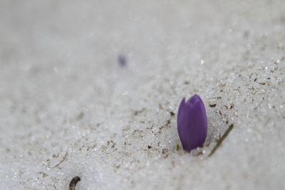 Close-up of purple flower on sand