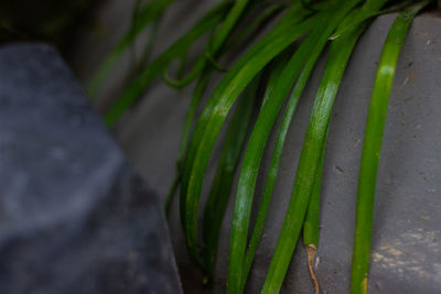 High angle view of fresh green leaf