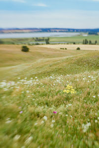 Scenic view of field against sky