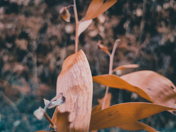 Close-up of mushroom growing on field