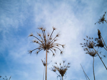 The flower looks toward the blue sky